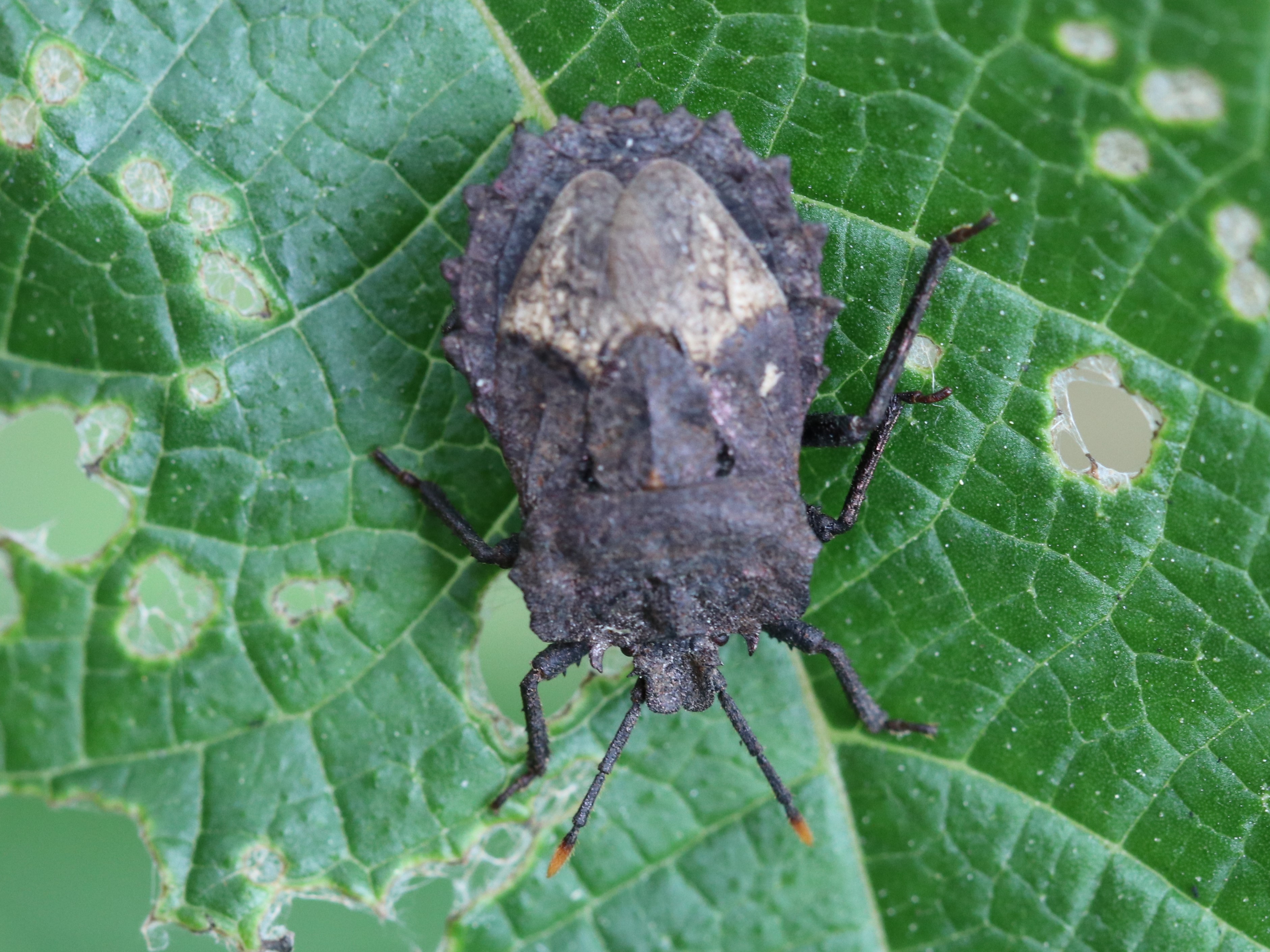 葉上のノコギリカメムシ2